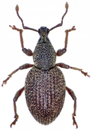 Réf. 249 962 : Otiorhynchus impressiventris